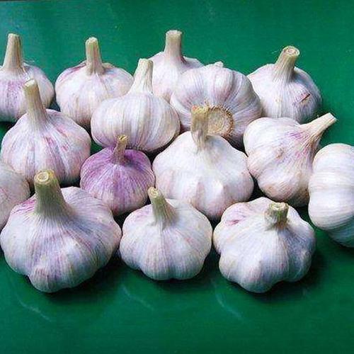 蒜瓣子蒜种籽2019低价紫红皮蒜新蒜5斤农产品算种大蒜头干蒜.